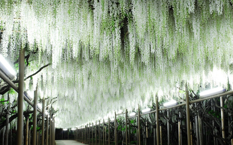 白藤のトンネルは天然記念物に相応しい幻想的な姿をしている。