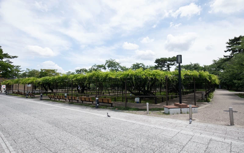 駅から歩いてくると目に入る「五万石藤」の周囲にはベンチも設置されており、市の花でもある藤をゆっくりと楽しむことができる。