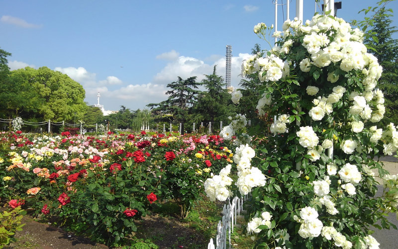5月頃に見頃を迎えるバラ園では多くの品種のバラを見ることができる。