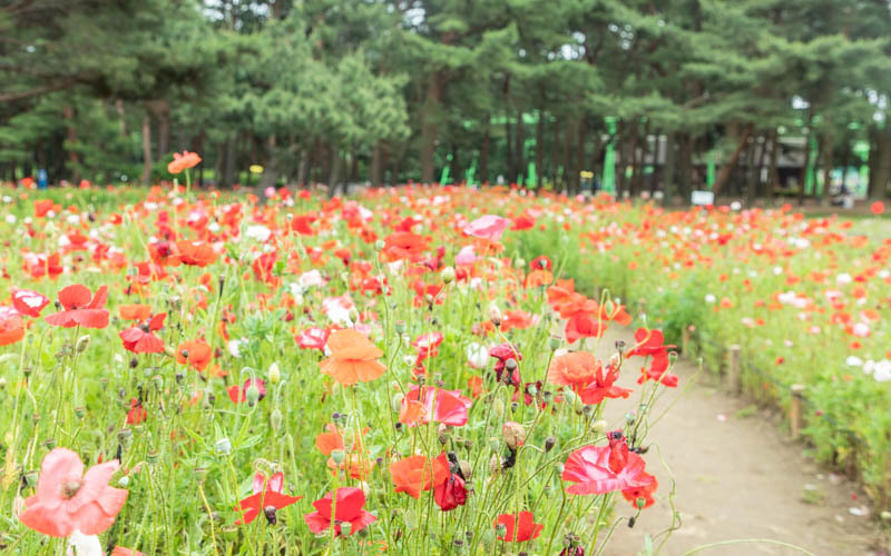 初夏に見頃を迎えるポピー。（見頃：5月中旬～下旬）通路は舗装されていないため車椅子の方は注意が必要。