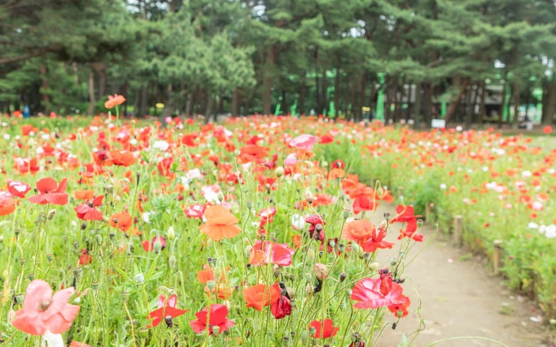 初夏に見頃を迎えるポピー。（見頃：5月中旬～下旬）通路は舗装されていないため車椅子の方は注意が必要。