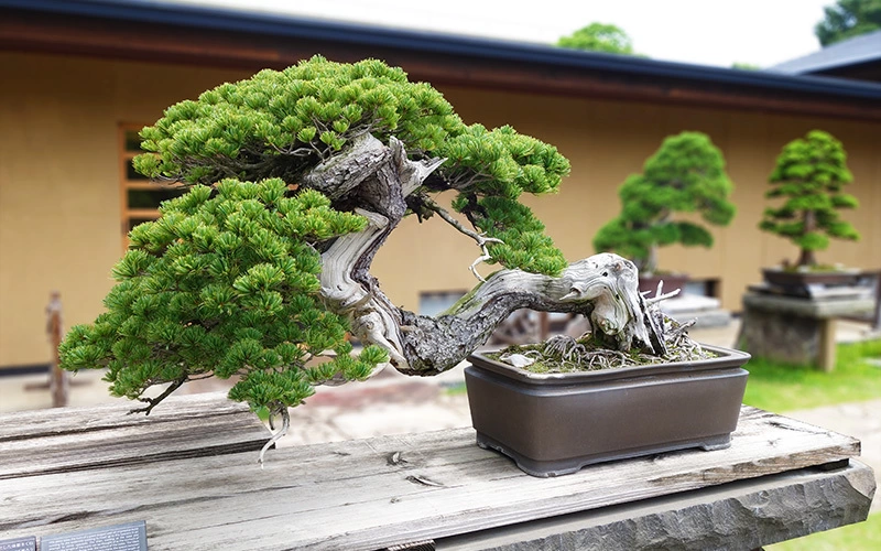 樹種：五葉松／銘：青龍／推定樹齢350年。巨龍が天を仰ぎ見る姿を造形化している作品。