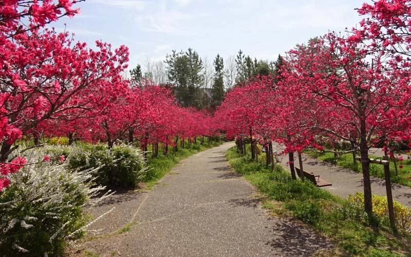 記念公園内の花としても知られている「はなもも」の並木道。