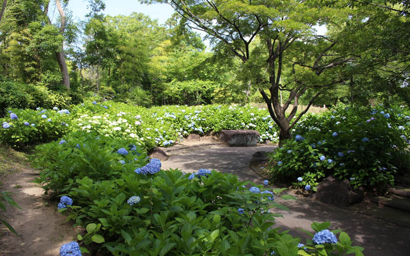 「花の谷」の園路脇には7,500株のアジサイが植えられており、6月頃には花の通路を散策できる。写真提供：鶴見緑地パークセンター									