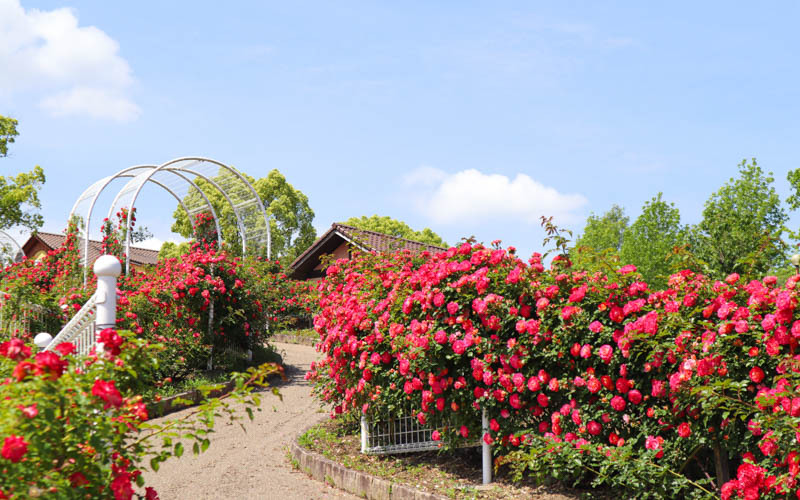 花壇横を彩るバラの小道は海外の庭園を歩いているかのよう。写真提供：堺・緑のミュージアム ハーベストの丘