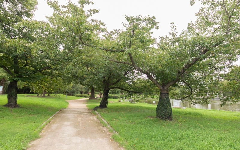 桜並木付近の路面は一部土の舗装路となっているところもある。