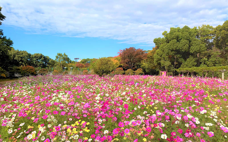 秋には一面に広がるコスモスを見ることができる。写真提供：大阪市立長居植物園