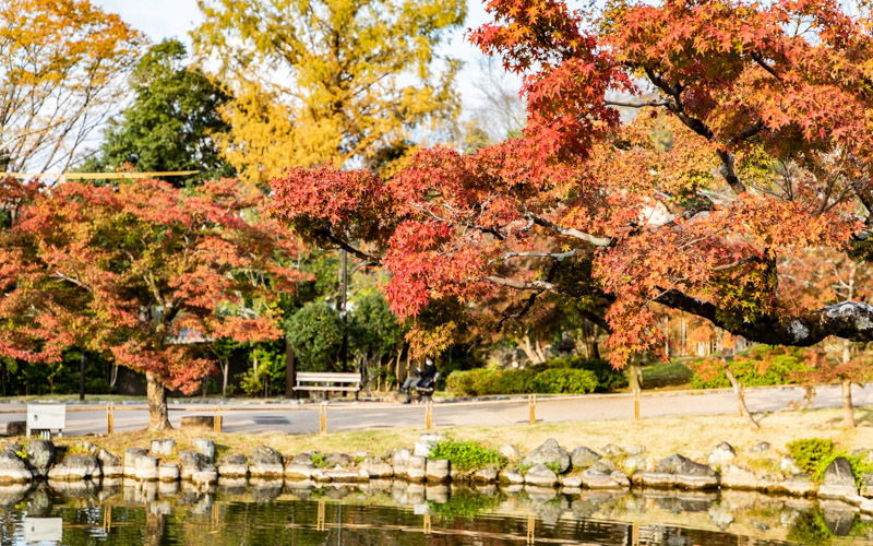 各所にあるベンチでゆっくりと紅葉を楽しむのもおすすめ。									