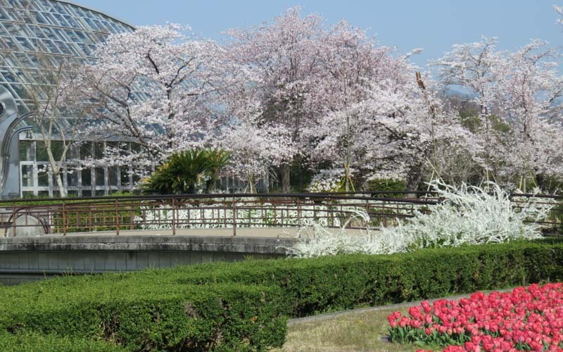 春には約450本もの桜の木が花を咲かせ、いつの時代でも愛される淡い彩りの情景が心を華やかにしてくれる。写真提供：京都府立植物園									