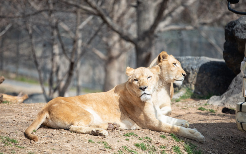 サファリ・ザ・ライドでは、百獣の王らしくケージを見下ろしてくる迫力あるライオンにも会うことができる。