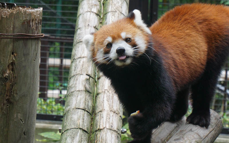 愛らしい表情としぐさが人気のシセンレッサーパンダ　写真提供：福岡市動物園