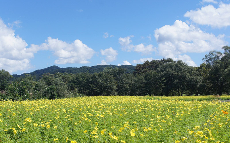 秋にはキバナコスモスが見頃を迎える。写真提供：みちのく公園管理センター