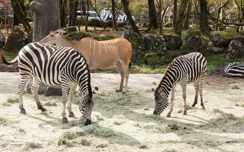 悠々と生活している動物。