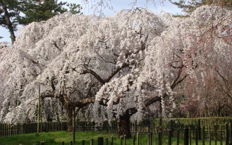 京都御苑は、桜の名所として知られている。写真提供：環境省京都御苑管理事務所