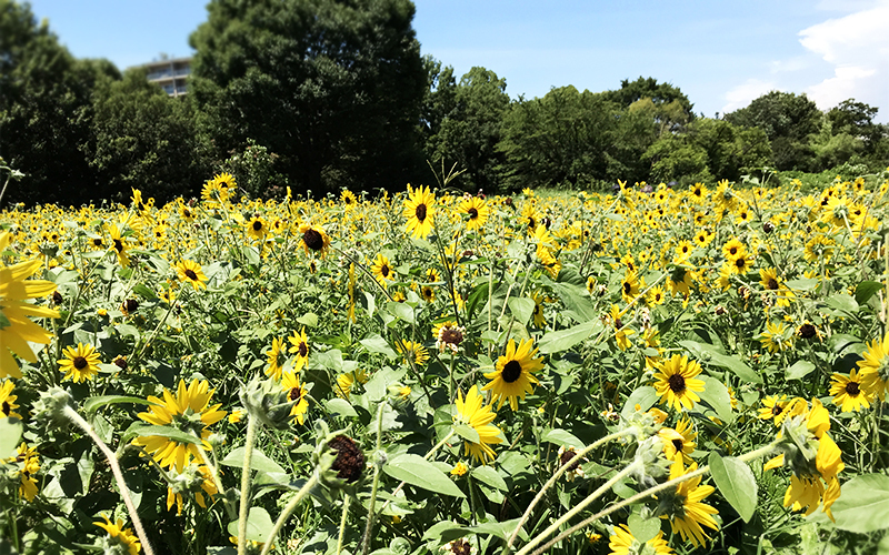 花の丘は約15,000平方メートルの広大な花畑。春にはポピー、夏にはひまわり、秋にはコスモスが丘一面に咲き誇る。	