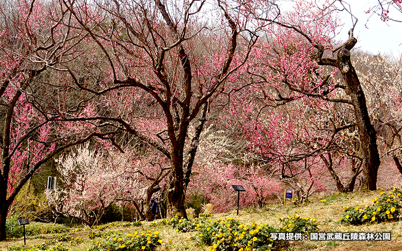梅＆福寿草は2月中旬～3月上旬が見頃。