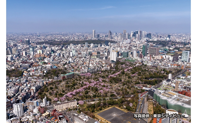 春になると青山霊園の十字に咲く桜を見ることができる。