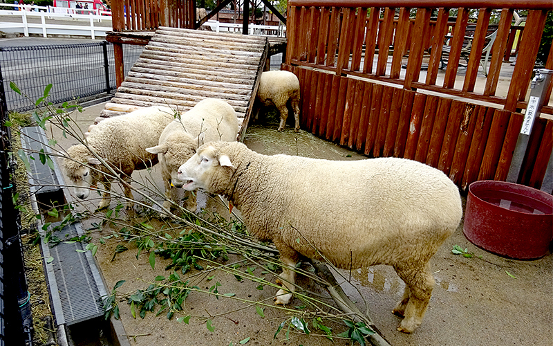 「ふれあい動物の森」では羊やヤギなどに餌やりをすることができる。