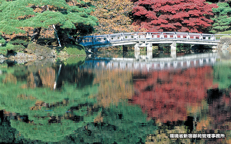 紅葉の見頃は11月上旬～12月上旬で、カエデは11月下旬からが見頃。									