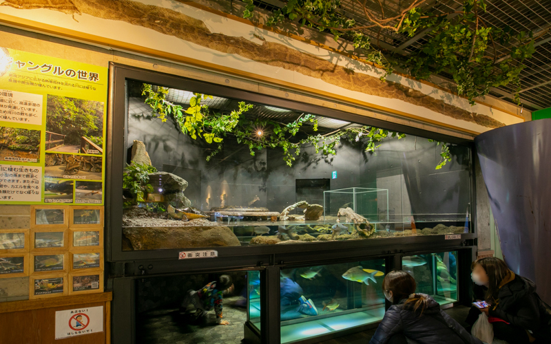 観察展示室には体長4メートル以上のビルマニシキヘビが飼育されている。								