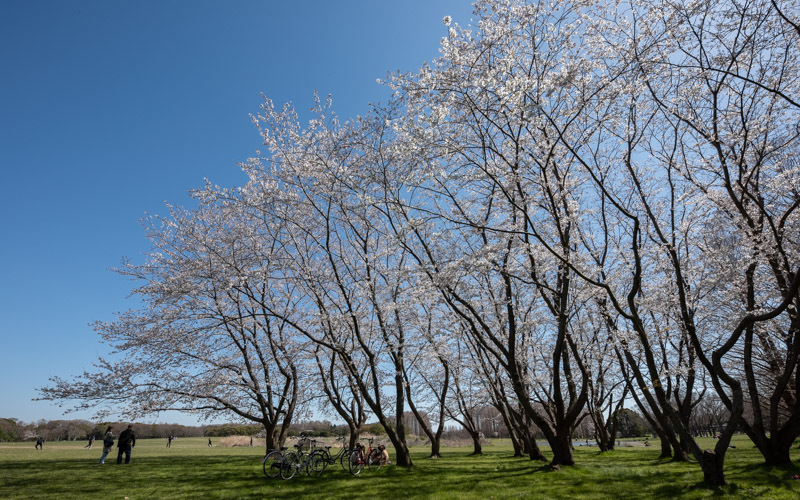 中央広場には多くの桜が植えられており、シーズンになれば満開の桜を楽しむことができる。
