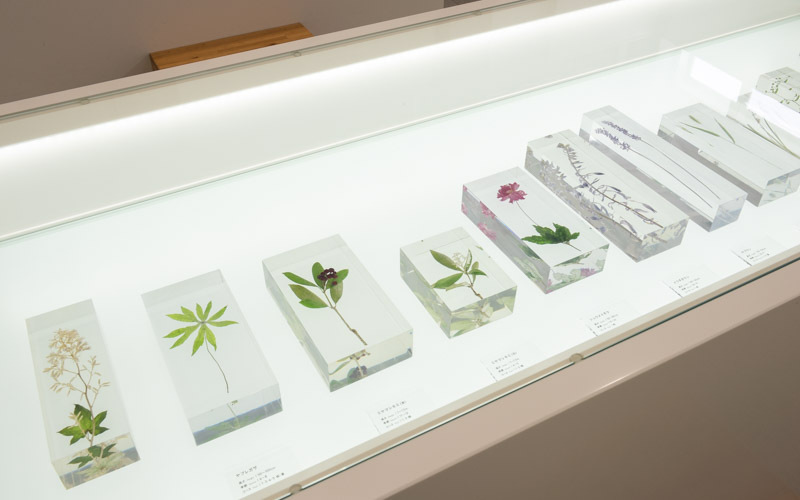 草花はアクリル樹脂に封入し展示されている。									