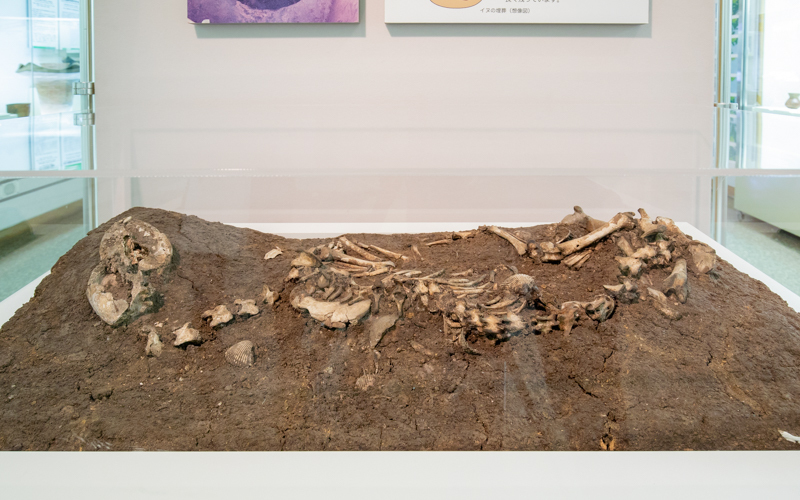 埋葬された犬の骨は馬込貝塚で発見された。長い歴史の中での犬と人間の関係性がうかがえる。