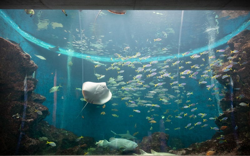 「トロピカルアイランド」では大水槽の中でさまざまな魚たちが泳いでいる様子を見ることができる。