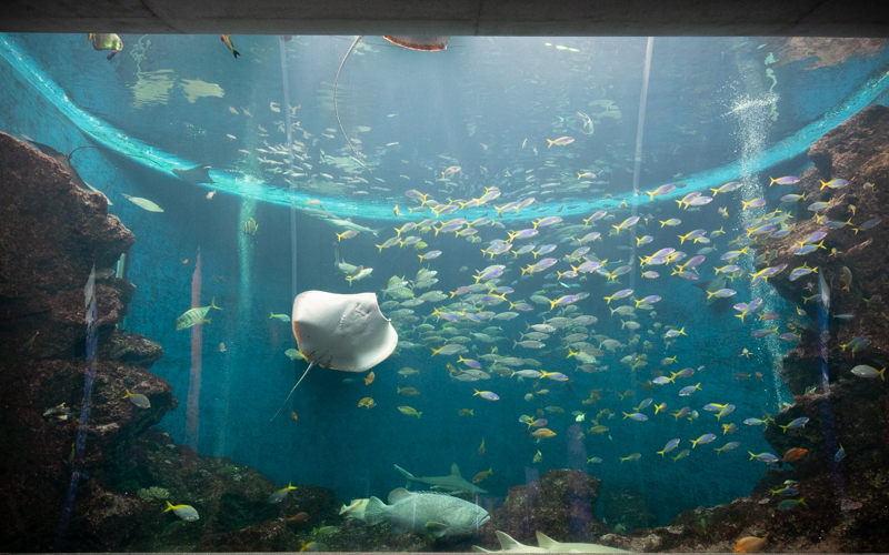 「トロピカルアイランド」では大水槽の中でさまざまな魚たちが泳いでいる様子を見ることができる。