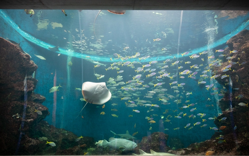 「トロピカルアイランド」では大水槽の中でさまざまな魚たちが泳いでいる様子を見ることができる。
