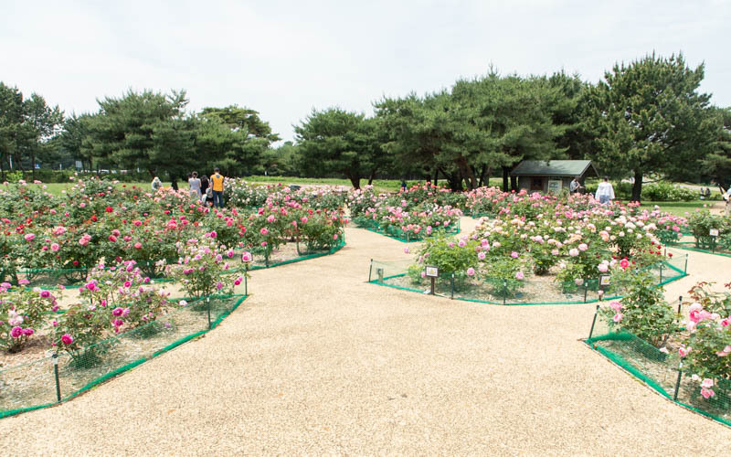 「常陸ローズガーデン」には約120品種のバラが植栽され初夏と秋に楽しめる。（見頃：5月中旬～6月上旬、10月下旬～11月上旬）