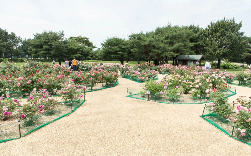 「常陸ローズガーデン」には約120品種のバラが植栽され初夏と秋に楽しめる。（見頃：5月中旬～6月上旬、10月下旬～11月上旬）