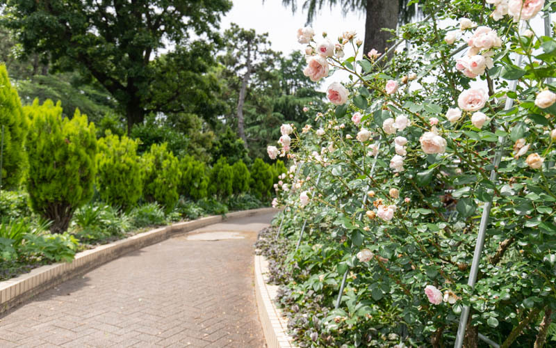 モデルガーデンでは100株のバラのほか、季節ごとにさまざまな花を見ることができる。