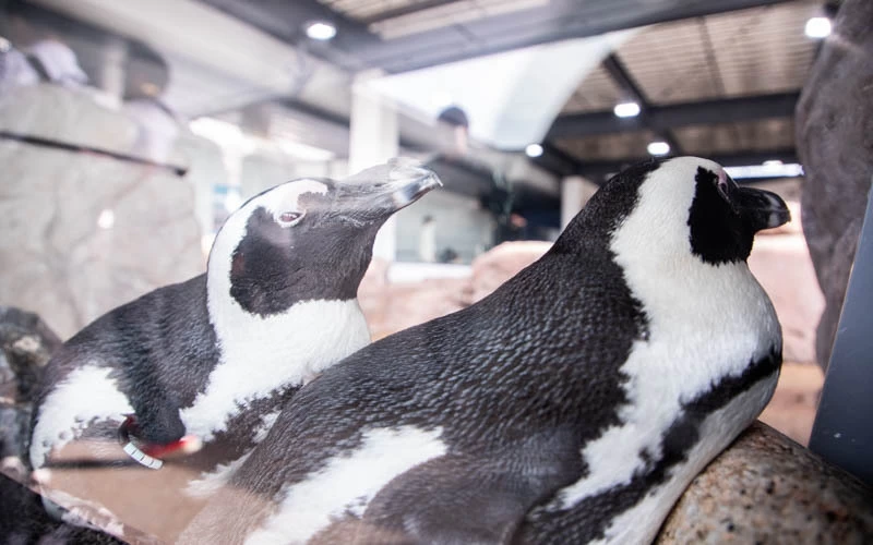 京都水族館」の見どころ｜国内最大の内陸型水族館｜THE THOUSAND