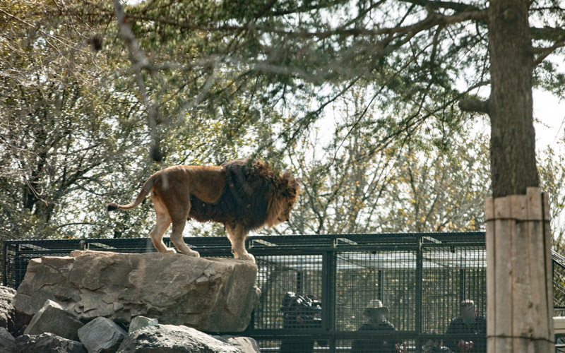 サファリ・ザ・ライドでは、百獣の王らしくゲージを見下ろしてくる迫力あるライオンにも会うことができる。									
