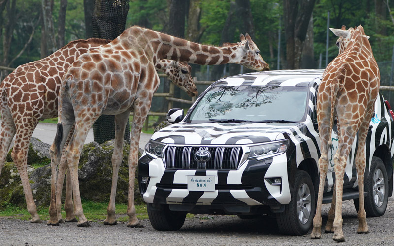 ゼブラ模様の4WD車で野生動物に接近できる。写真提供：富士サファリパーク