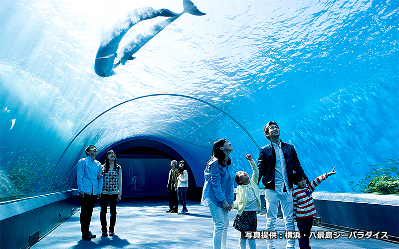 「ドルフィンファンタジー」内では、イルカや魚たちが泳ぐ姿を海の中から見るような感覚を体感できる。										