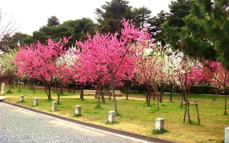 梅林の芝生にはベンチが設置されており飲食も可能。写真提供：環境省京都御苑管理事務所