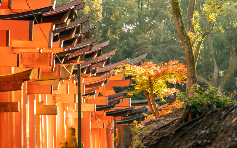 多くの方の思いや願いと共に奉納された「千本鳥居」は神聖さを感じる。
