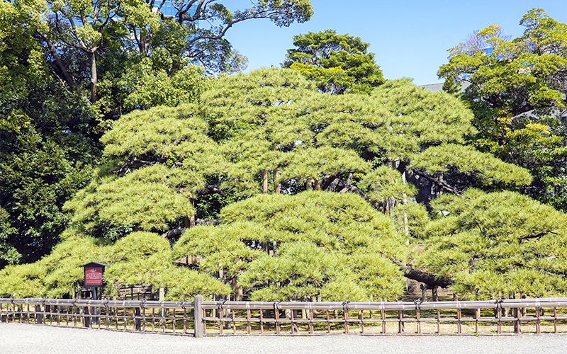 大手門入ってすぐにある「三百年の松」の堂々たる姿は見応えがある。									