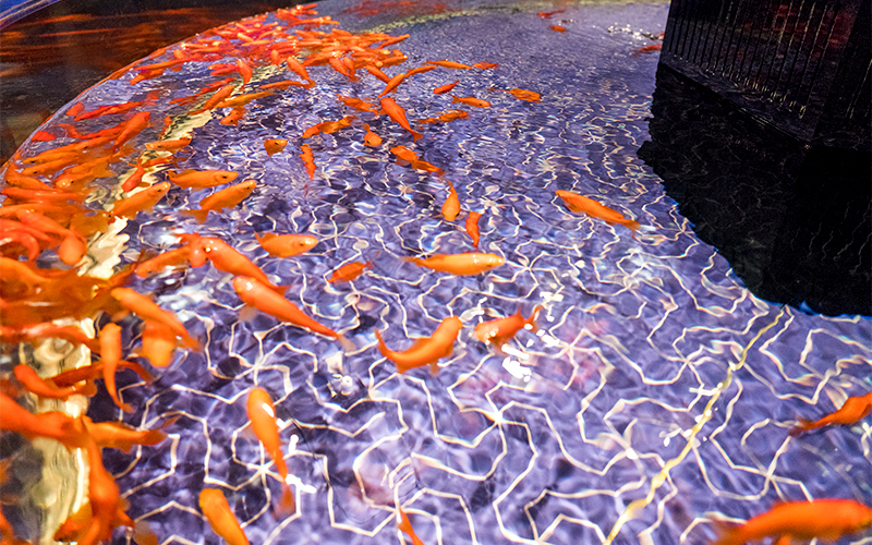 下町ならではの金魚展示エリアの「江戸リウム」ではさまざまな種類の金魚たちを見ることができる。																	