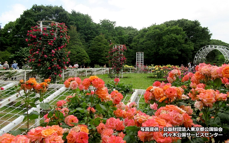春と秋には「バラの園」のバラが満開になる。	