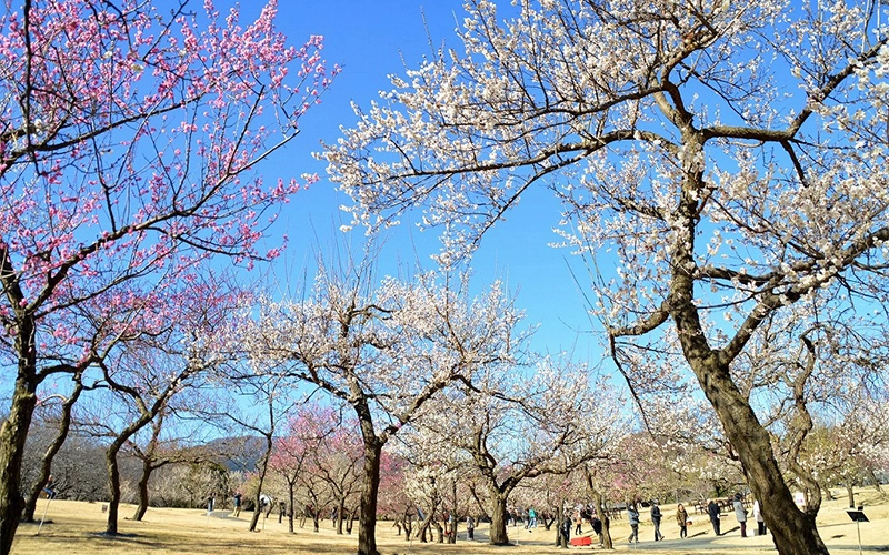 渓流の梅園には約200品種、480本の梅の木が植栽されている。芝生で整備されているため車椅子でも走行可能。