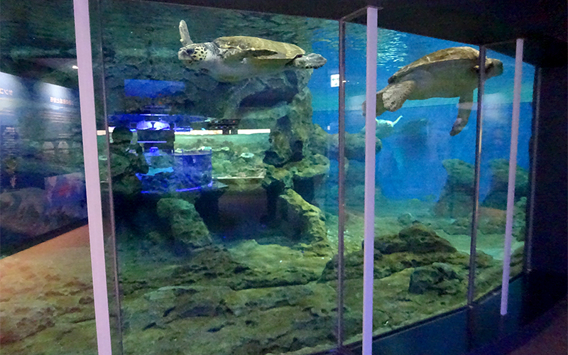「ウミガメ回遊水槽」はドーナツ型の水槽で、泳ぎ続けるウミガメの姿を間近で見ることができる。