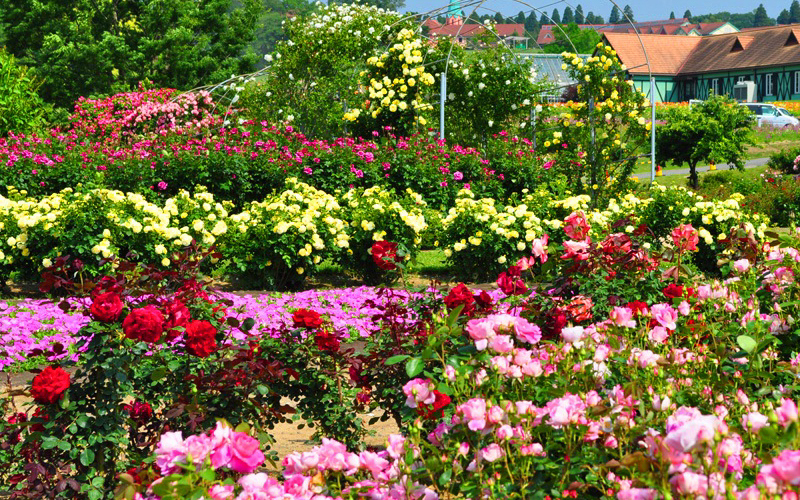 東京ドイツ村のスポット施設詳細 介護アンテナ