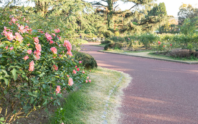 春と秋の年に2回見頃を迎えるバラは、約320品種、1,400株が植栽されており、個性ある花々を見ることができる。写真提供：京都府立植物園									