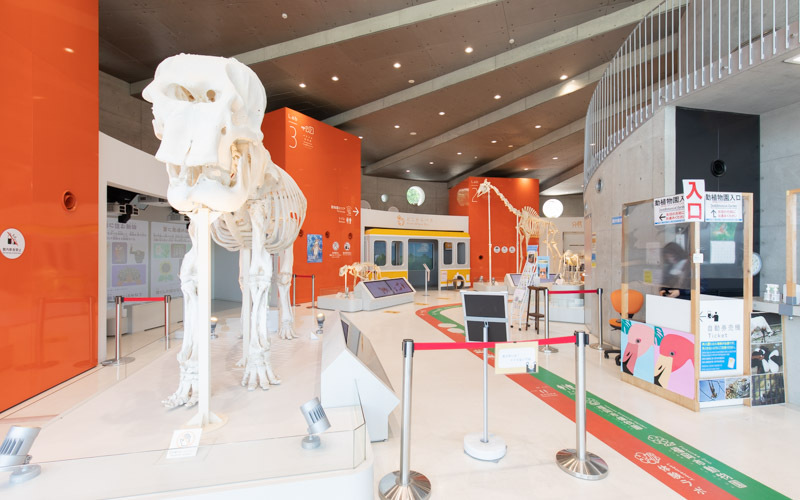 正門から入園してすぐにある「動物情報館」では、大型動物の骨格標本などを展示している。