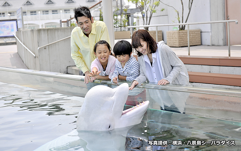 横浜 八景島シーパラダイス のスポット施設詳細 介護アンテナ