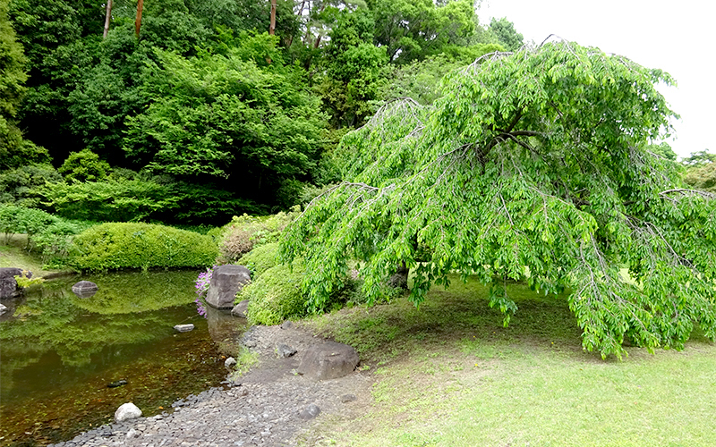 国営武蔵丘陵森林公園のスポット施設詳細 介護アンテナ