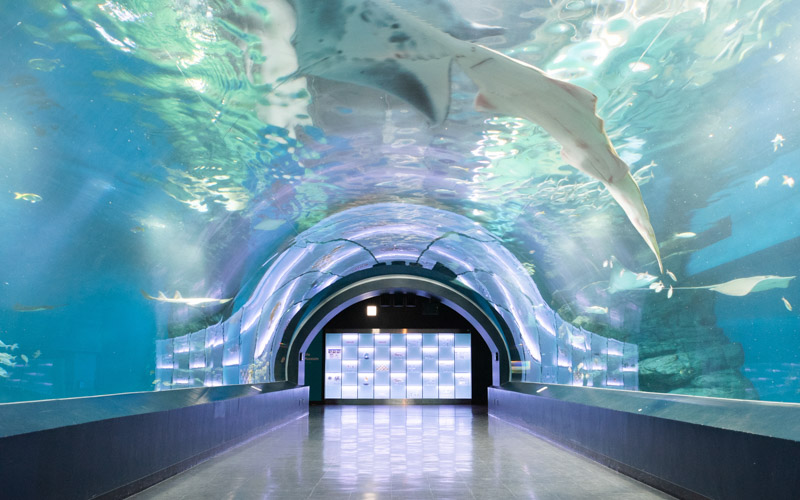 自然光が差し込む海中トンネル型の展示スペース「ワンダーチューブ」では、世界で唯一展示されている「ドワーフソーフィッシュ」など、約10種類のエイの姿を観賞できる。